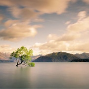 Lone Tree of Lake Wanaka