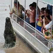 Go on a Crocodile Tour