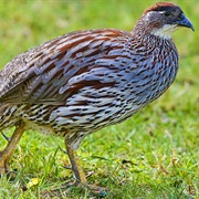 Erckel's Francolin