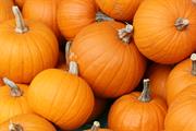 Pick a Pumpkin at Ridgefield Farm & Orchard, Harpers Ferry