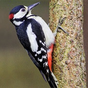 Woodpecker