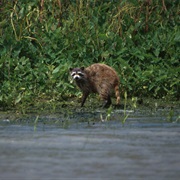 Delta National Wildlife Refuge