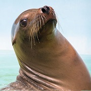 Sea Lion