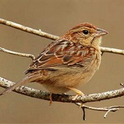 Bachman's Sparrow