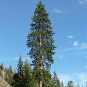 Ponderosa Pine