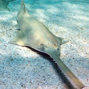 Sawfish