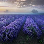 Visit a Lavender Field