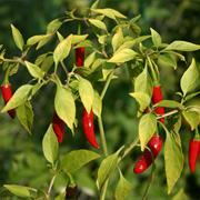Thai Chili