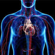 Cardiovascular