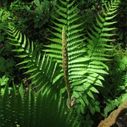 Cinnamon Fern (Osmundastrum Cinnamomeum)