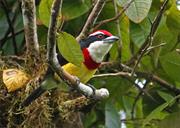 Scarlet-Banded Barbet