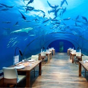 Dining in a Aquarium Restaurant