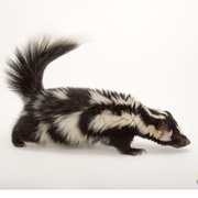 Spotted Skunk