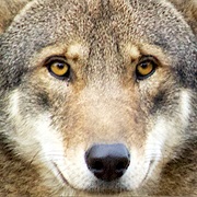 Support Native Wildlife Reintroductions