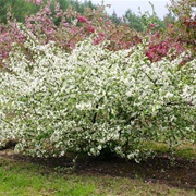 Sargent's Apple (Malus Sargentii)