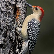 Red-Bellied Woodpecker