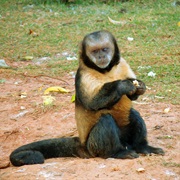 Golden-Bellied Capuchin