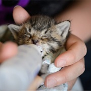 Help to Rais an Orphant Baby Animal