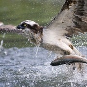 Repovesi NP, Finland