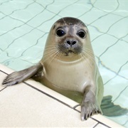 Zeehondencreche Pieterburen, the Netherlands