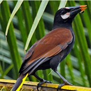 Baudó Oropendola