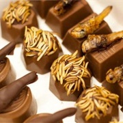 Insect Chocolate