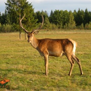 Yarkand Deer