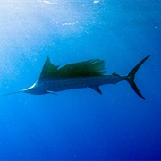 Garuae Pass Fakarava