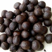 Gabon Nut
