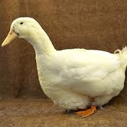 Aylesbury Duck