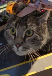 Ruby and Pearl as Meowthra  (The Lego Ninjago Movie) (2017)