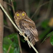 Andaman Scops-Owl (Otus Balli)