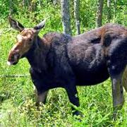 Moose Path Trail, Dixfield Notch, NH