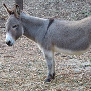 Donkey