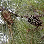 Loblolly Pine