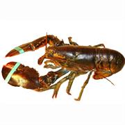 Maine Lobster