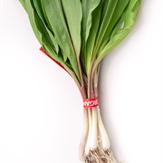Spring Onion / Ramp (Allium Tricoccum)