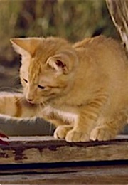 Milo, the Adventures of Milo and Otis (1986)