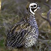 Ocellated Quail