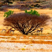 Iona National Park, Angola