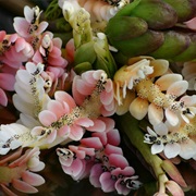 Water Hawthorn (Aponogeton Distachyos)