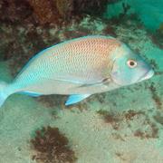 Morwong