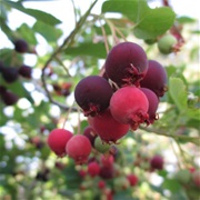 Canadian Serviceberry (Amelanchier Canadensis)