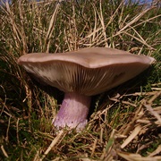 Field Blewit (Lepista Personata)