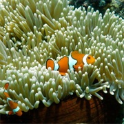 Great Barrier Reef
