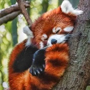 Red Panda
