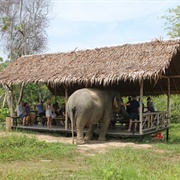 Elephant in a Hut