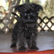 Affenpinscher