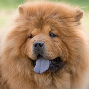 The Only Dog That Doesn't Have a Pink Tongue Is the Chow.