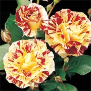 George Burns Floribunda Rose